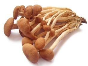 Estratto di Agrocybe Cylindracea
