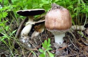 Agaricus Blazei Murill Estratto