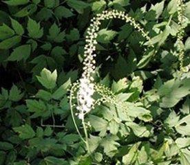 Estratto di cohosh nero