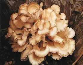 Benefici del fungo Reishi