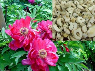 peony