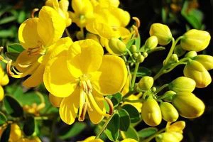 Estratto di semi di cassia