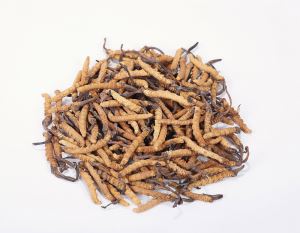 Cordyceps Extract Ophiocordyceps Sinensis Cordyceps Polvere di Funghi Cordyceps Sinensis Estrarre Cordyceps Organici